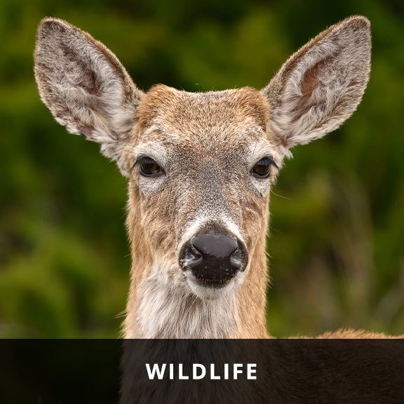Wildlife