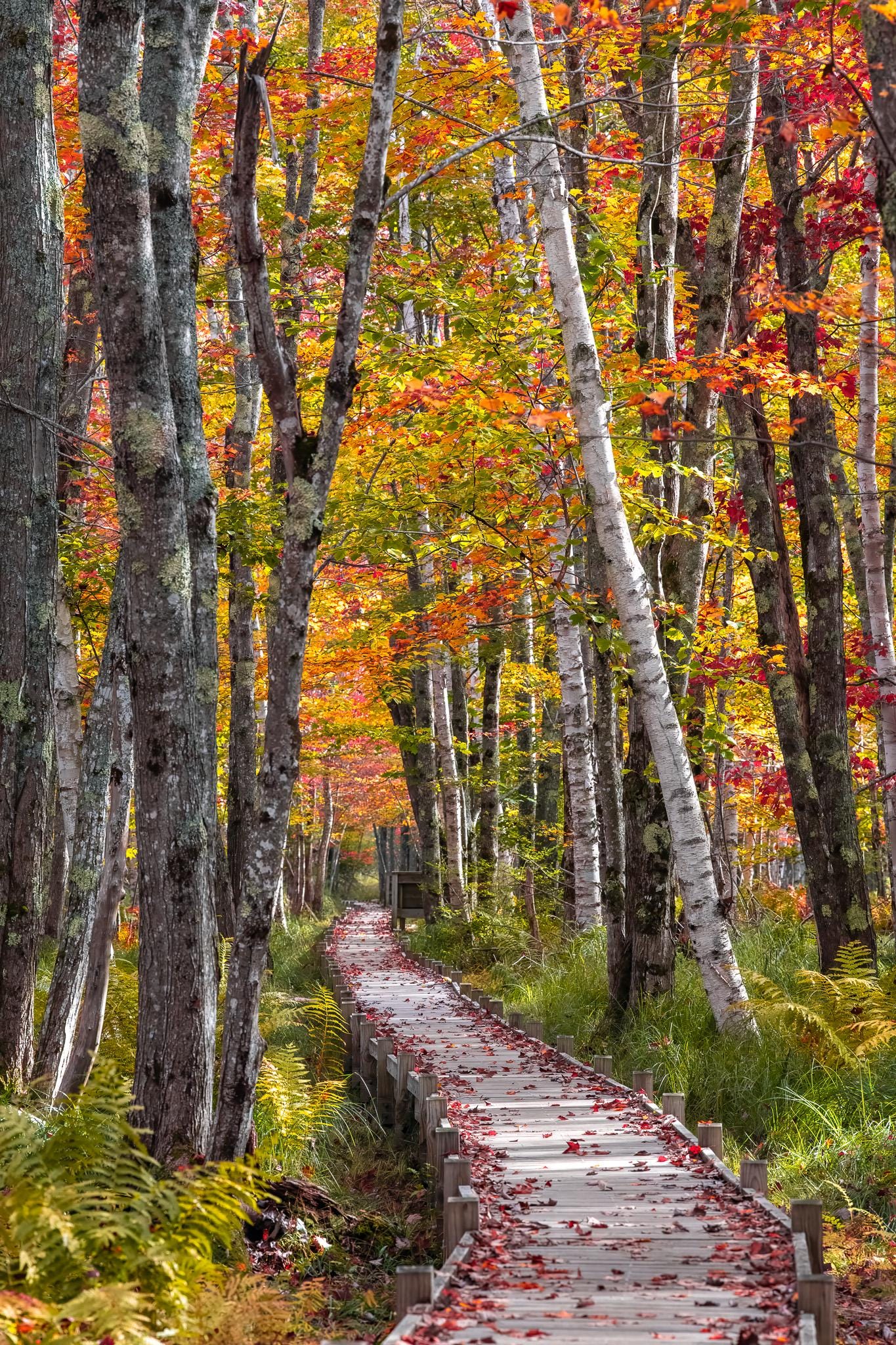 Original photography by Linda Nee featuring the Jesup Path boardwalk in Acadia National Park, Maine, leading through an autumn forest with colorful red, orange, yellow, and green foliage, birch trees, ferns, mossy trunks, and fallen leaves along the wooden path.