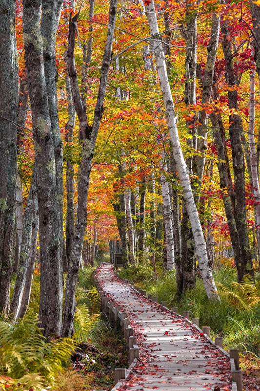 Original photography by Linda Nee featuring the Jesup Path boardwalk in Acadia National Park, Maine, leading through an autumn forest with colorful red, orange, yellow, and green foliage, birch trees, ferns, mossy trunks, and fallen leaves along the wooden path.