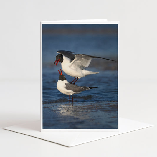 A pair of seagulls standing on the water's edge, with one bird in flight and the other on the ground.