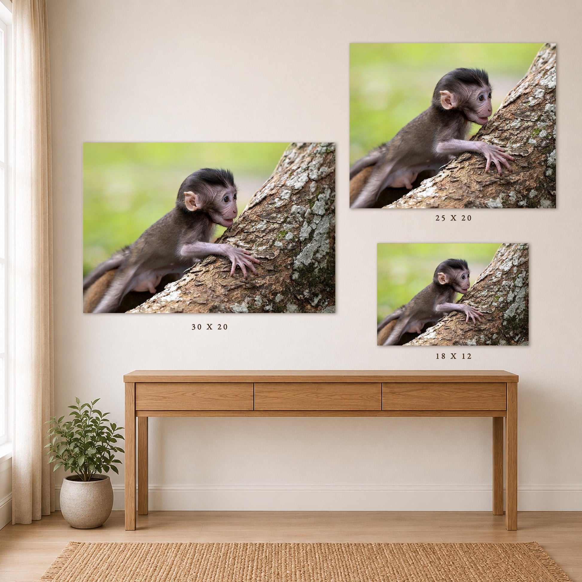 a wooden table with three framed photographs of a baby monkey hanging from a tree branch.