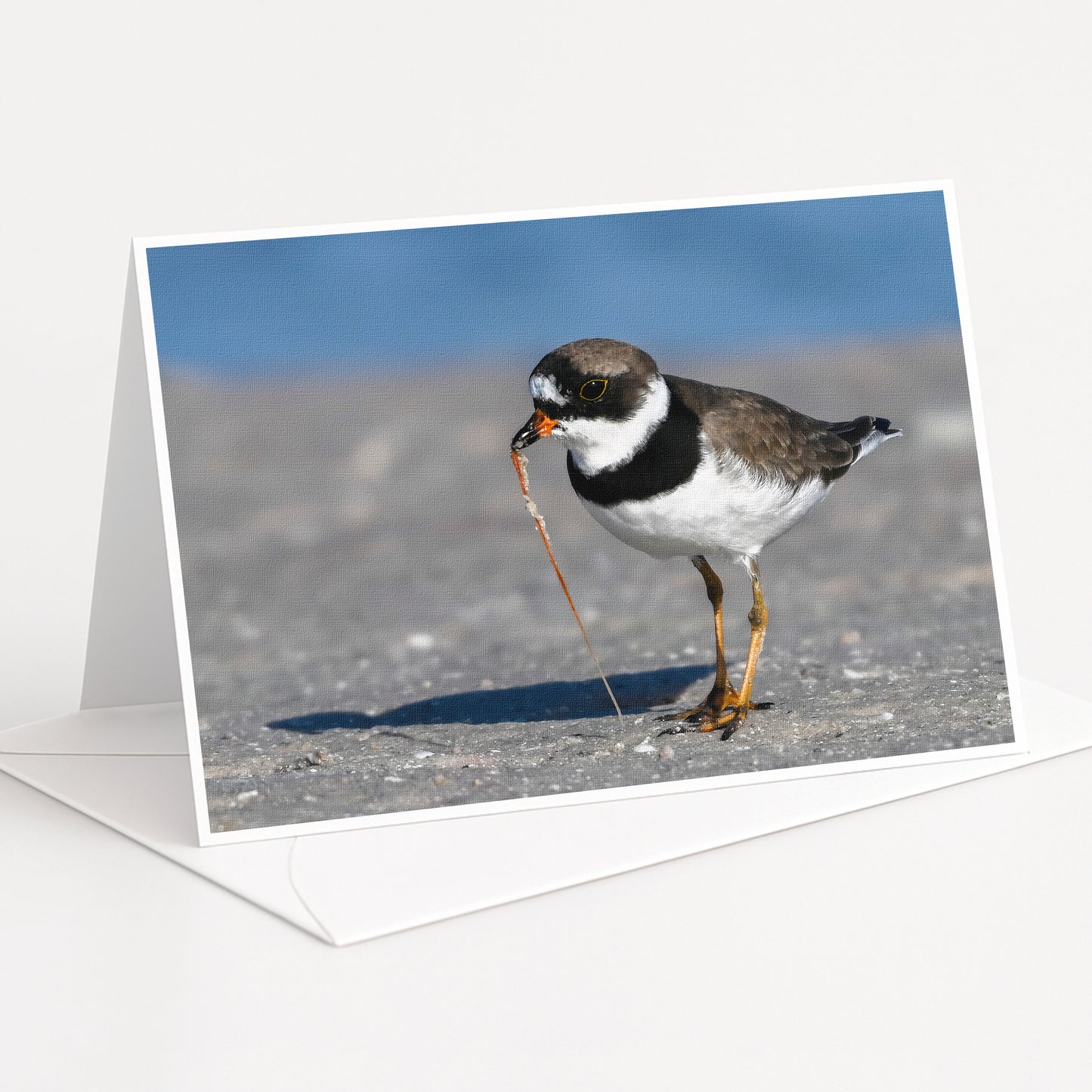 A small bird with a black and white body and orange beak is standing on a sandy surface, possibly a beach or sand dune.