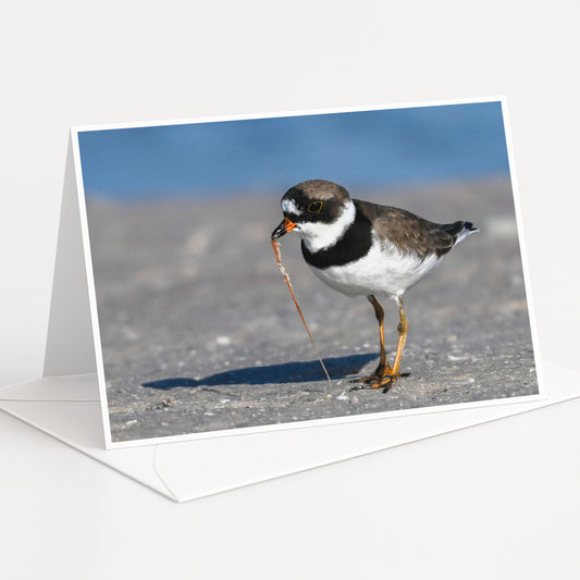 A small bird with a black and white body and orange beak is standing on a sandy surface, possibly a beach or sand dune.