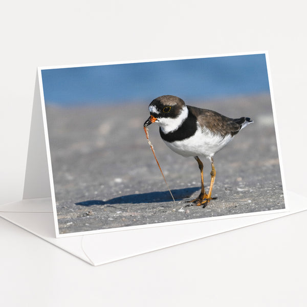 A small bird with a black and white body and orange beak is standing on a sandy surface, possibly a beach or sand dune.