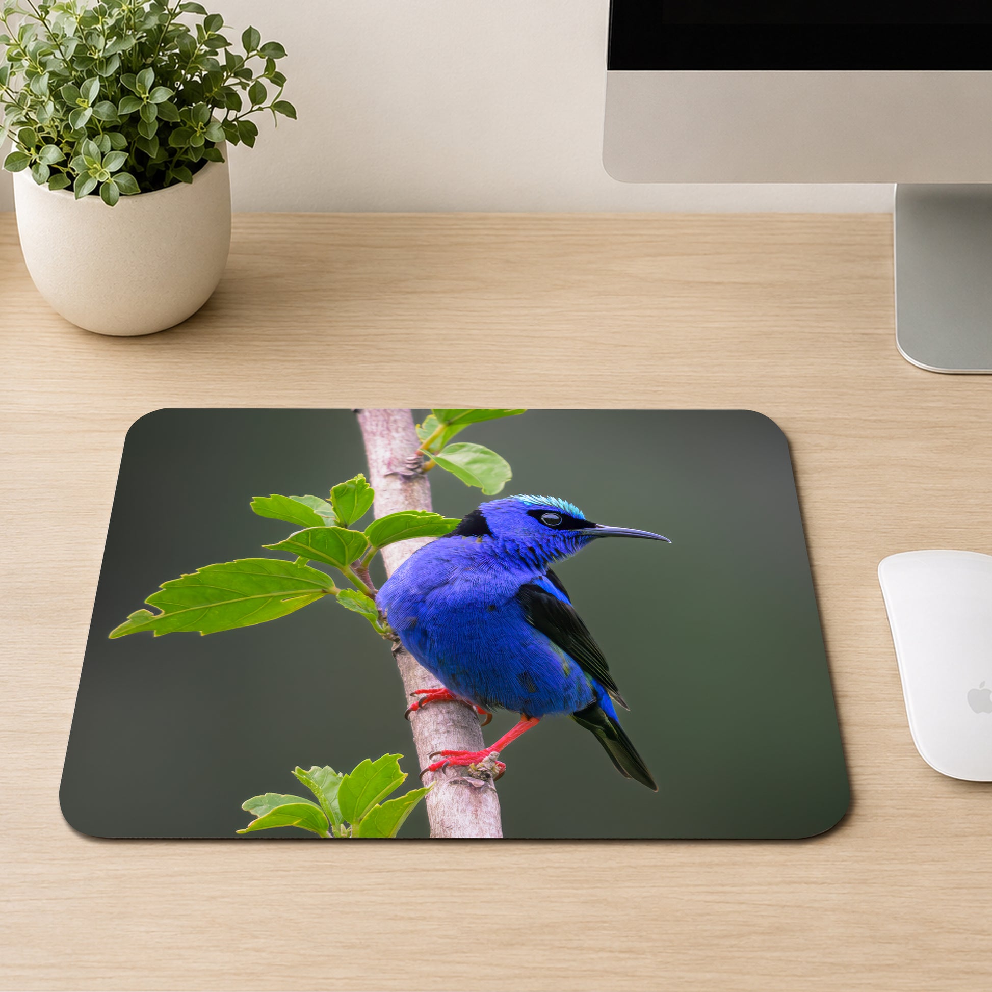 Male Red-legged Honeycreeper with electric blue feathers, black eye mask, and bright red legs perched on a branch, printed on a mouse pad