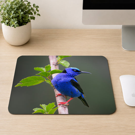 Male Red-legged Honeycreeper with electric blue feathers, black eye mask, and bright red legs perched on a branch, printed on a mouse pad