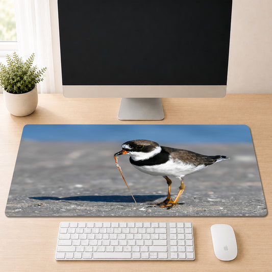 Semipalmated Plover with orange legs standing on a sandy Florida beach holding a strand of fishing line in its bill, shown as a desk mat design on a wood desk