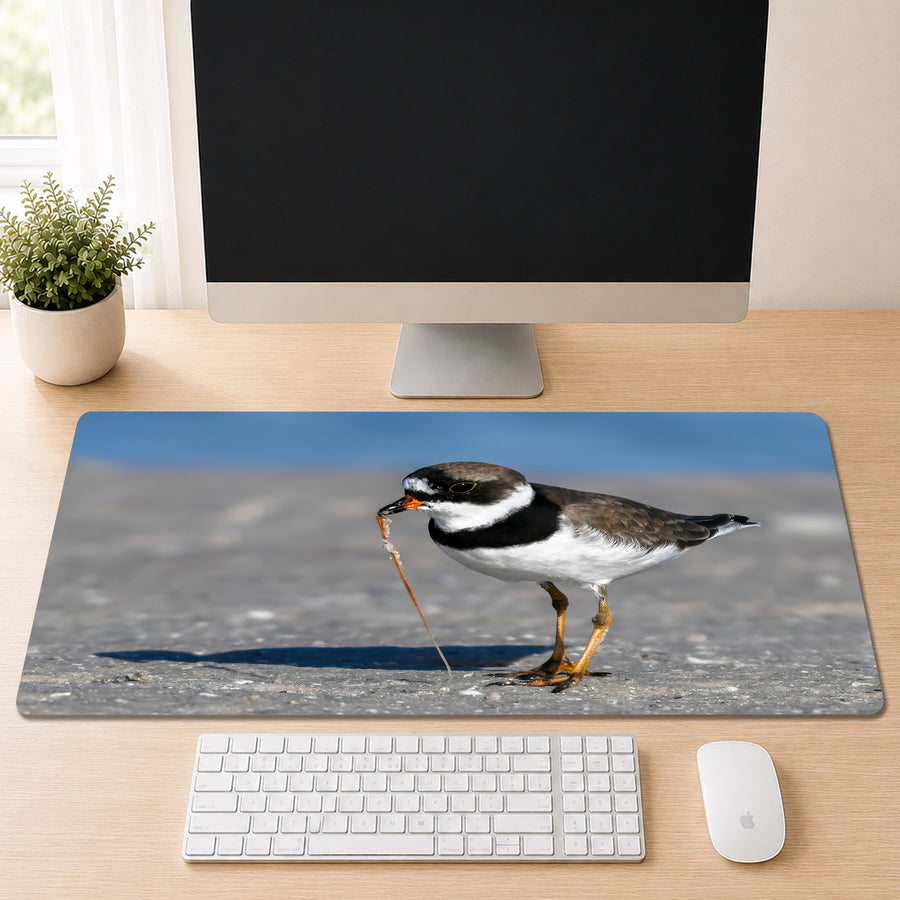Semipalmated Plover with orange legs standing on a sandy Florida beach holding a strand of fishing line in its bill, shown as a desk mat design on a wood desk