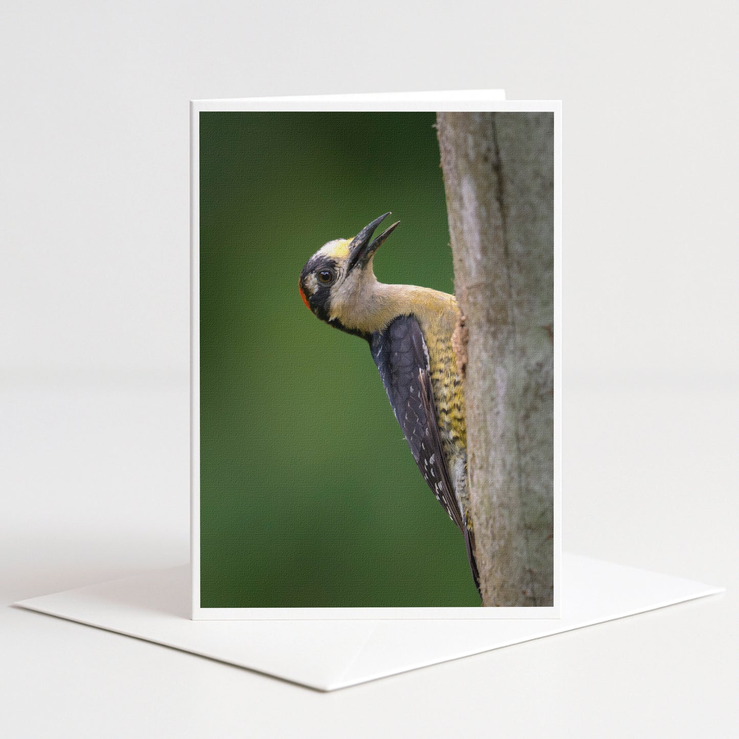 A close-up photograph of a woodpecker perched on a tree trunk, with its distinctive beak and feathers clearly visible.