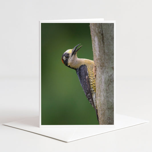 A close-up photograph of a woodpecker perched on a tree trunk, with its distinctive beak and feathers clearly visible.