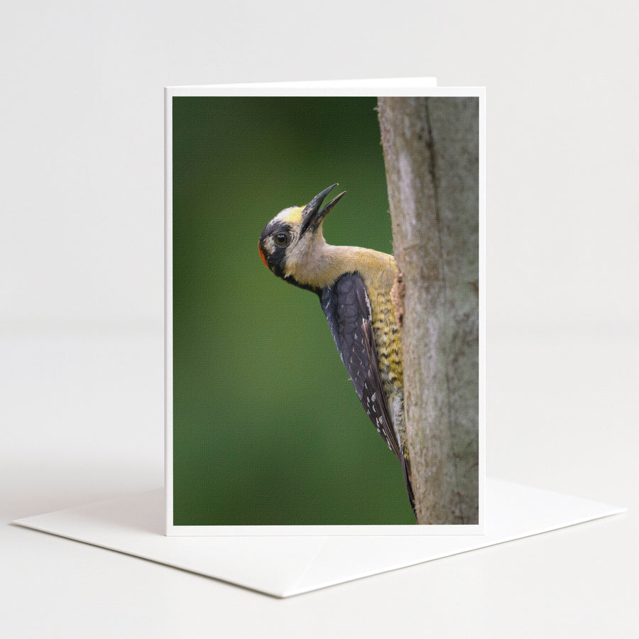 A close-up photograph of a woodpecker perched on a tree trunk, with its distinctive beak and feathers clearly visible.