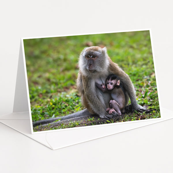 A mother monkey and her baby resting together on the grass.