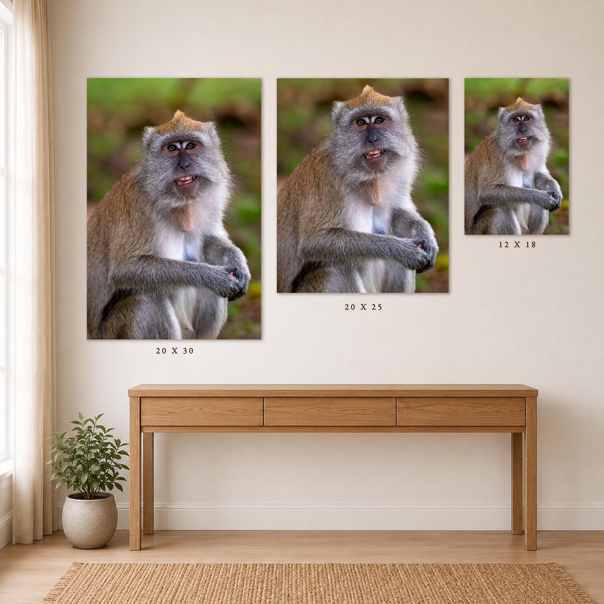 The image is a collage of three photographs of a monkey, each depicting a different stage of the monkey's expression. The photographs are arranged in a row on a wall, with each frame showing the monkey in a different pose. The wall also features a wooden table and a potted plant, creating a cozy and natural atmosphere in the room.