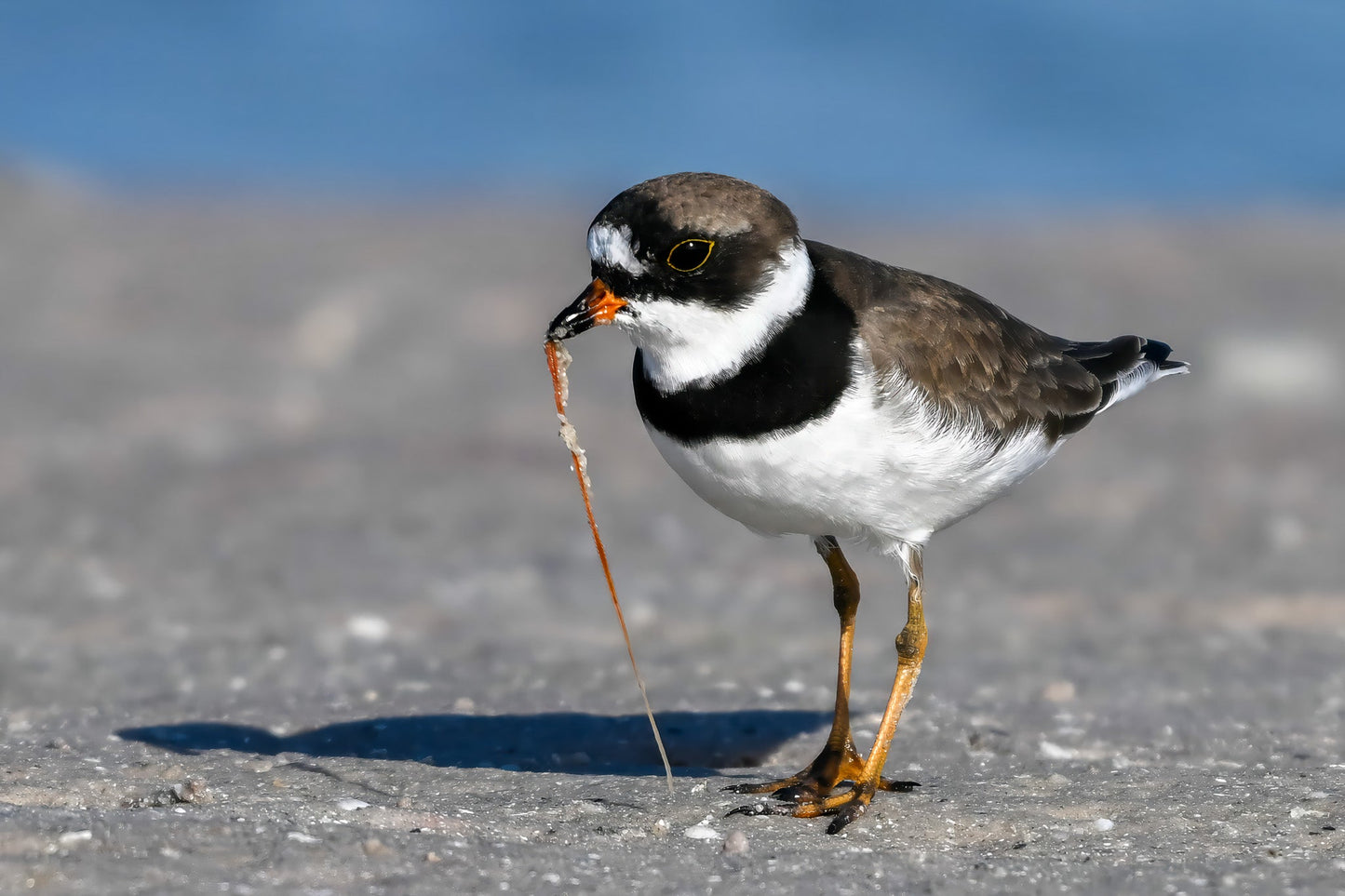 A small bird with a black and white body and orange beak is standing on a rocky surface, with its head tilted downwards and a long, thin object sticking out of its mouth.