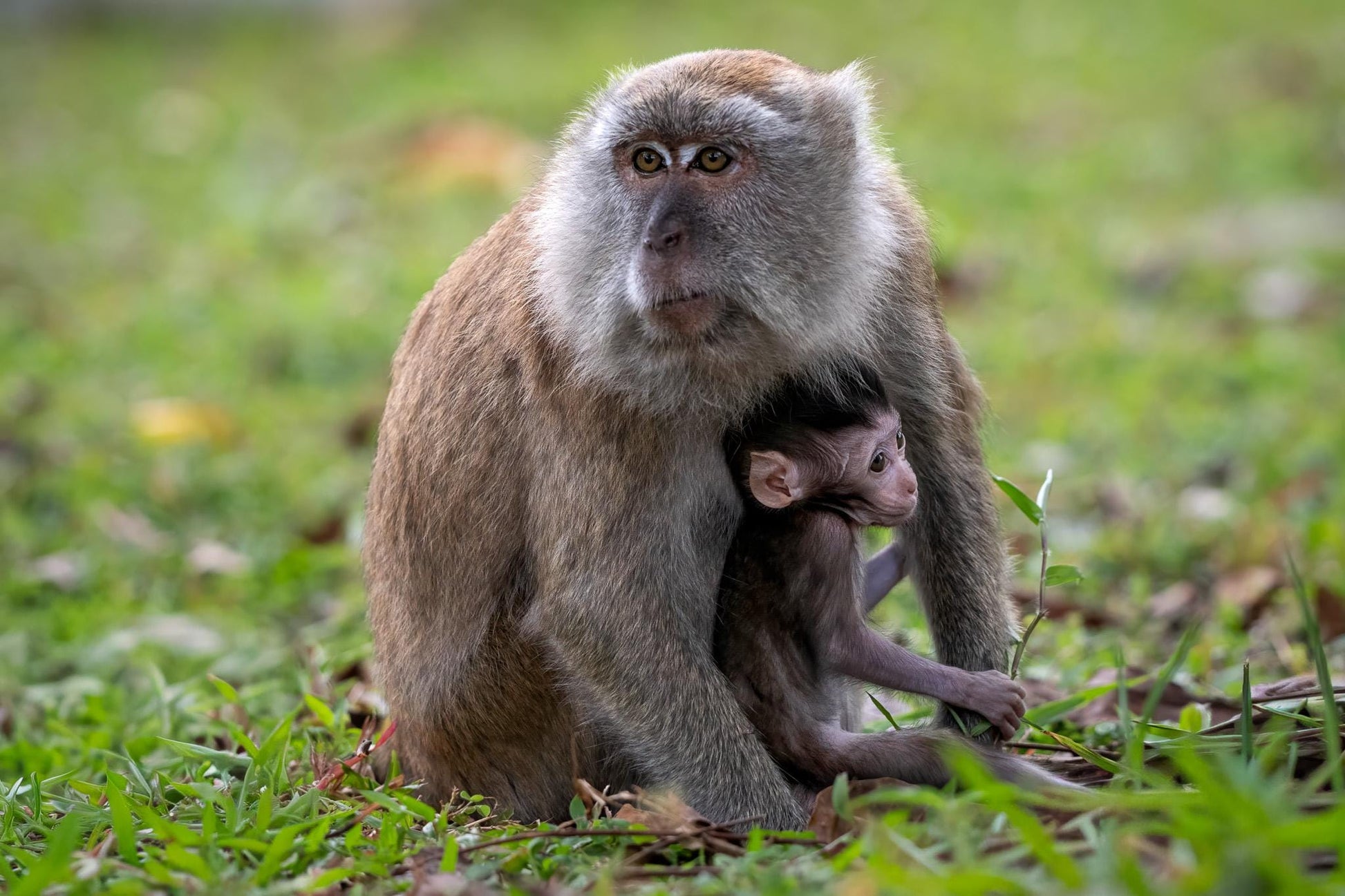Original photography by Linda Nee showing a wild Long-tailed Macaque mother sheltering her infant as it reaches toward the grass on the forest floor at Bukit Timah Nature Reserve in Singapore.