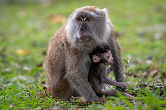 Original photography by Linda Nee showing a wild Long-tailed Macaque mother sheltering her infant as it reaches toward the grass on the forest floor at Bukit Timah Nature Reserve in Singapore.