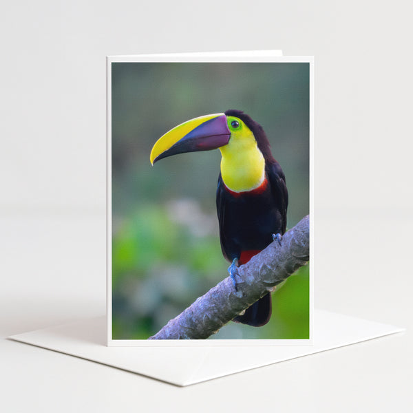 A colorful toucan perched on a branch, with its vibrant yellow beak and black and red plumage.