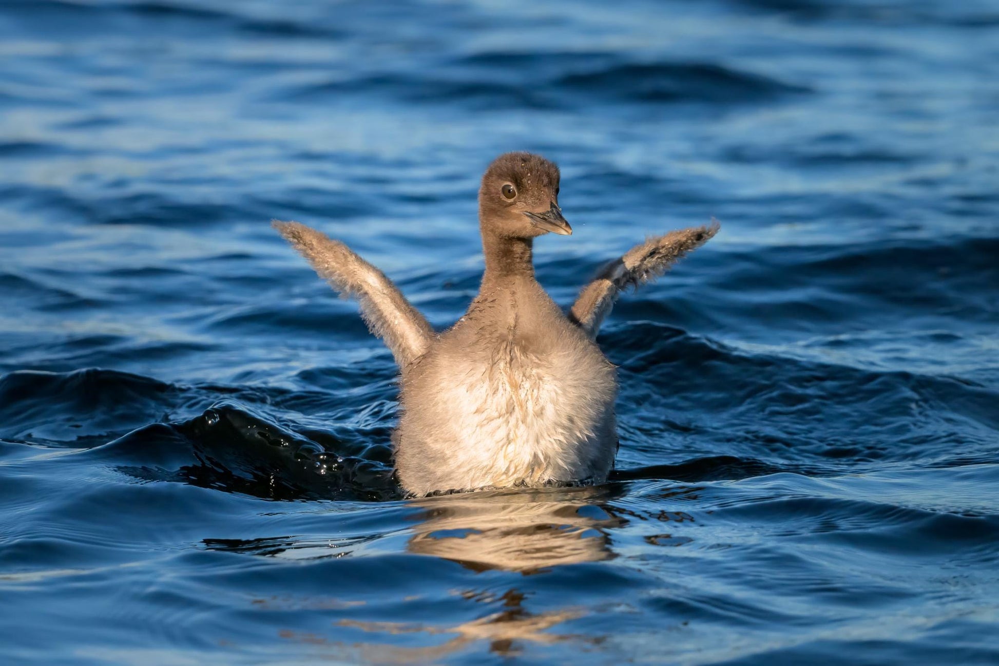 Fine art wildlife print featuring a baby Common Loon chick lifting its wings in blue New Hampshire lake water, photographed while kayaking by Linda Nee.