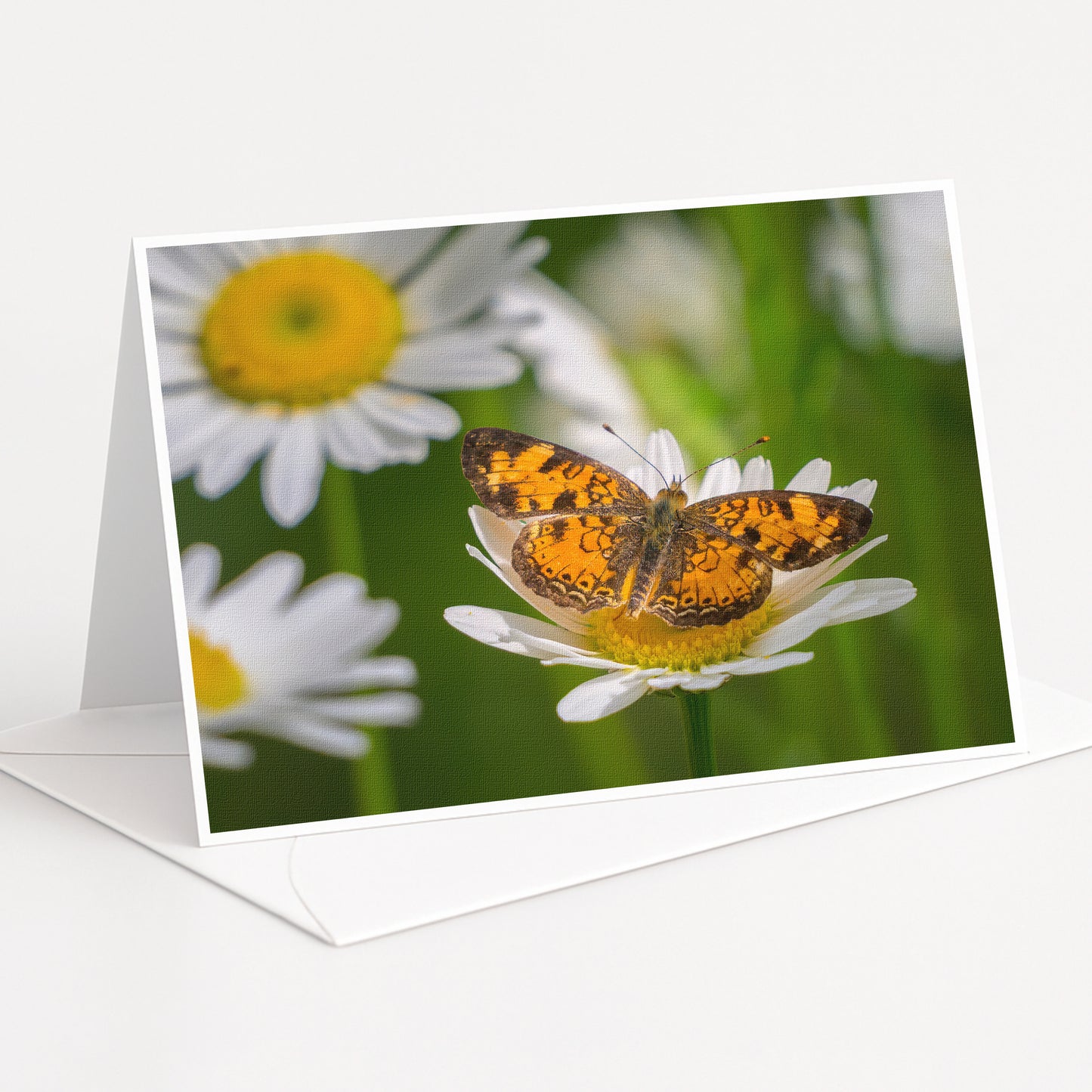 A close-up of a butterfly resting on a white daisy flower, with other white daisies in the background.