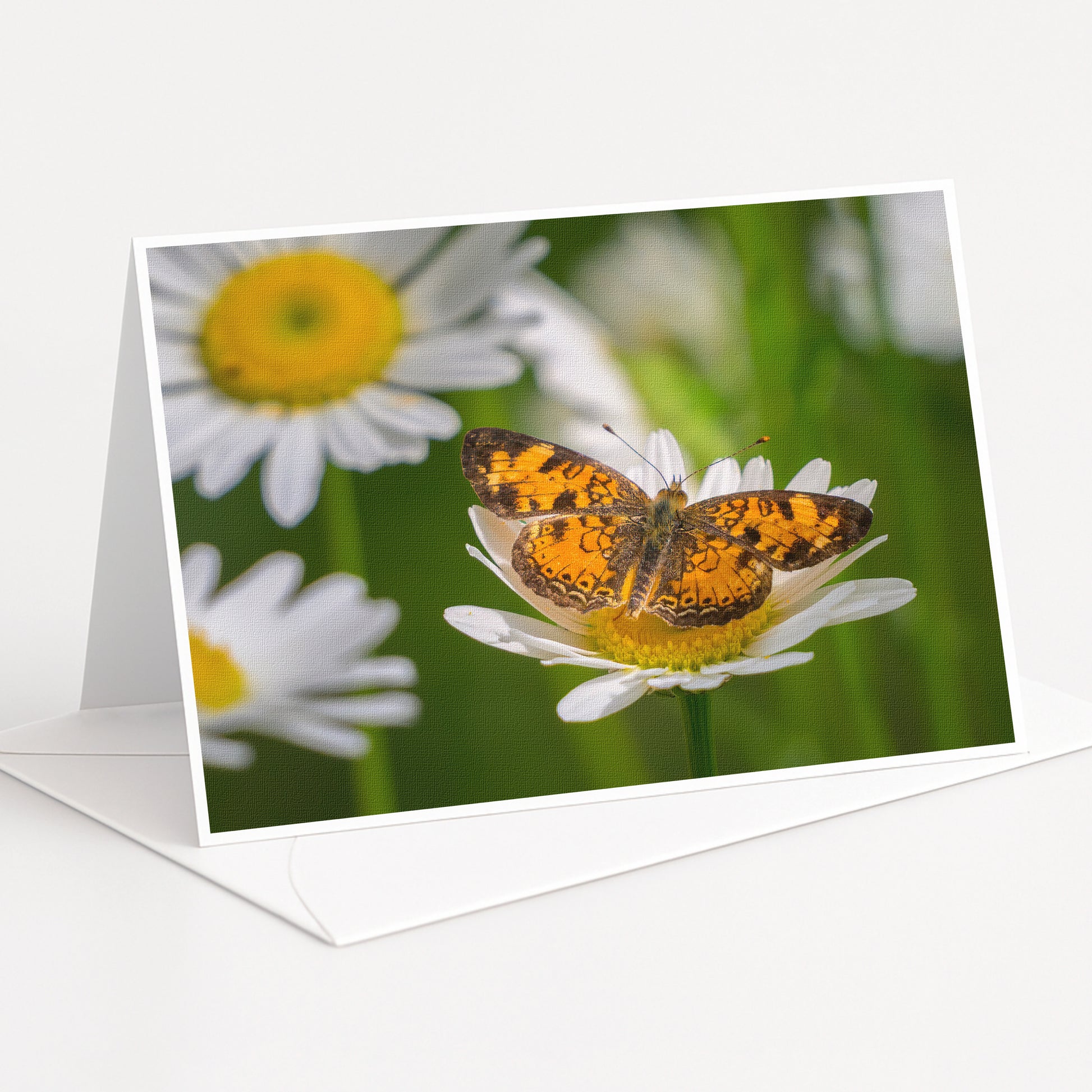 A close-up of a butterfly resting on a white daisy flower, with other white daisies in the background.