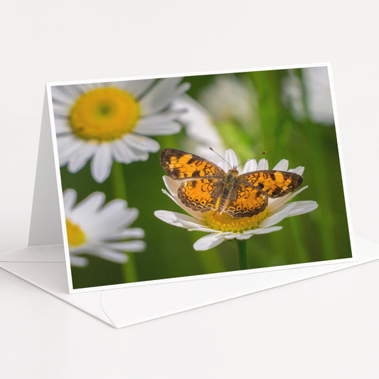 A close-up of a butterfly resting on a white daisy flower, with other white daisies in the background.