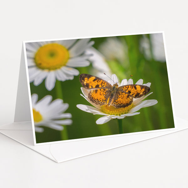 A close-up of a butterfly resting on a white daisy flower, with other white daisies in the background.