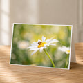 A close-up of a white daisy flower with a bee on it, set against a blurred green background.