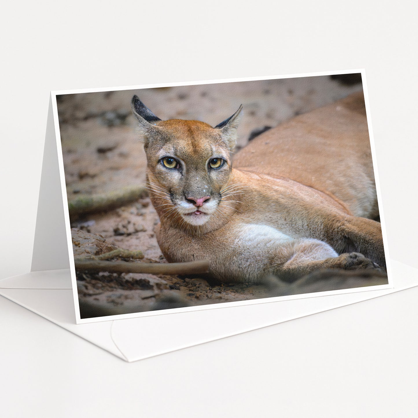 A close-up photograph of a cougar, a large feline species, resting on the ground with its head turned to the side.