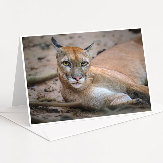 A close-up photograph of a cougar, a large feline species, resting on the ground with its head turned to the side.