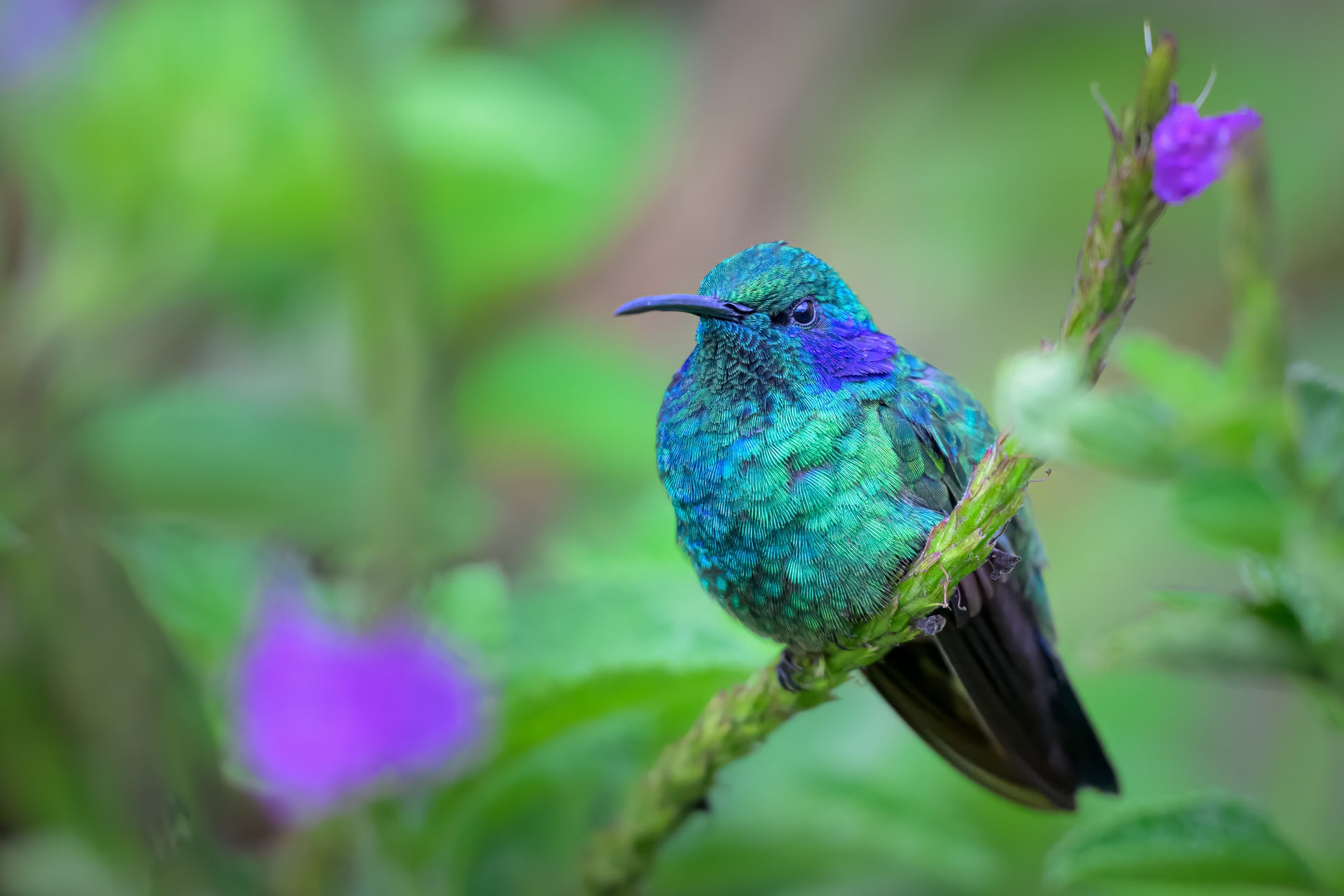 Hummingbird perched on a branch with a blurred green and purple background