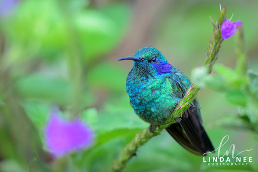 A colorful photo of a hummingbird