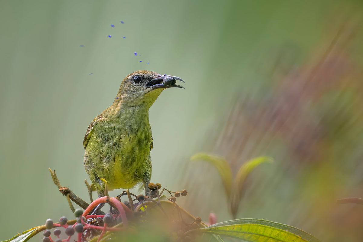 Green bird perched on a branch with a blurred natural background