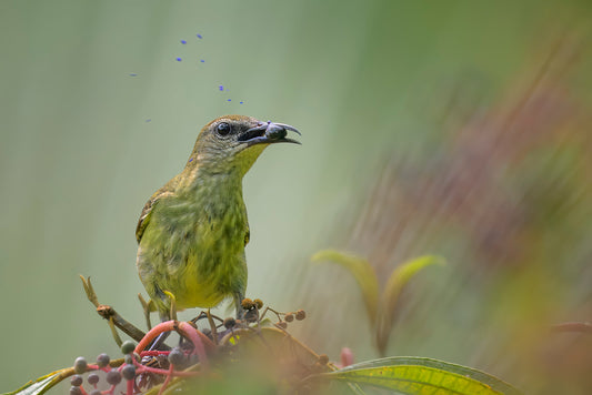 Juicy Fruit Red-legged Honeycreeper