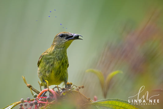 A photo of a female Red-legged Honeycreeper Bird
