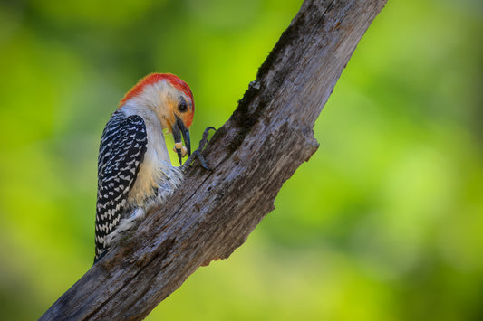 Woodpecker perched on a tree branch with a blurred green background