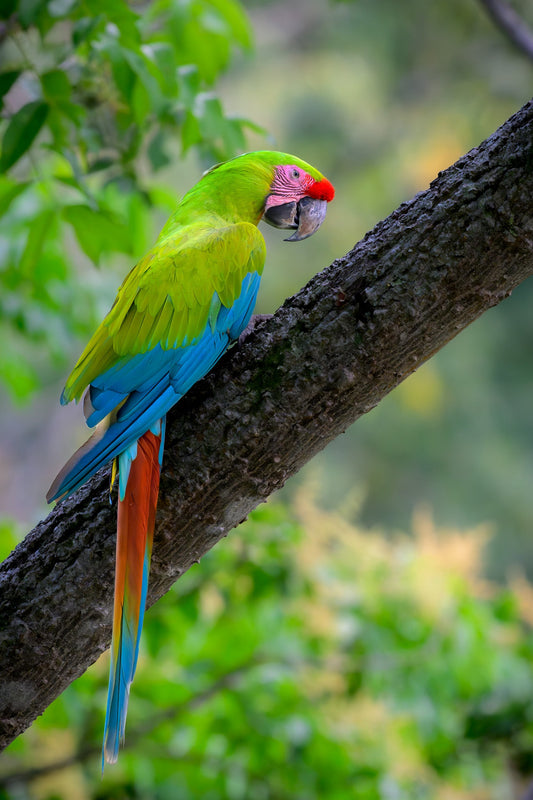 Great Green Macaw perched in a tree, Costa Rica