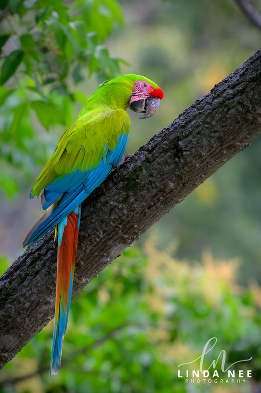 A colorful photo of a great green macaw parrot bird