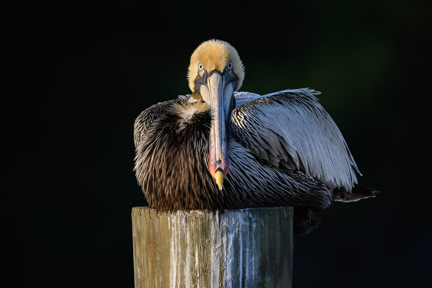 Pelican perched on a wooden post with a dark background