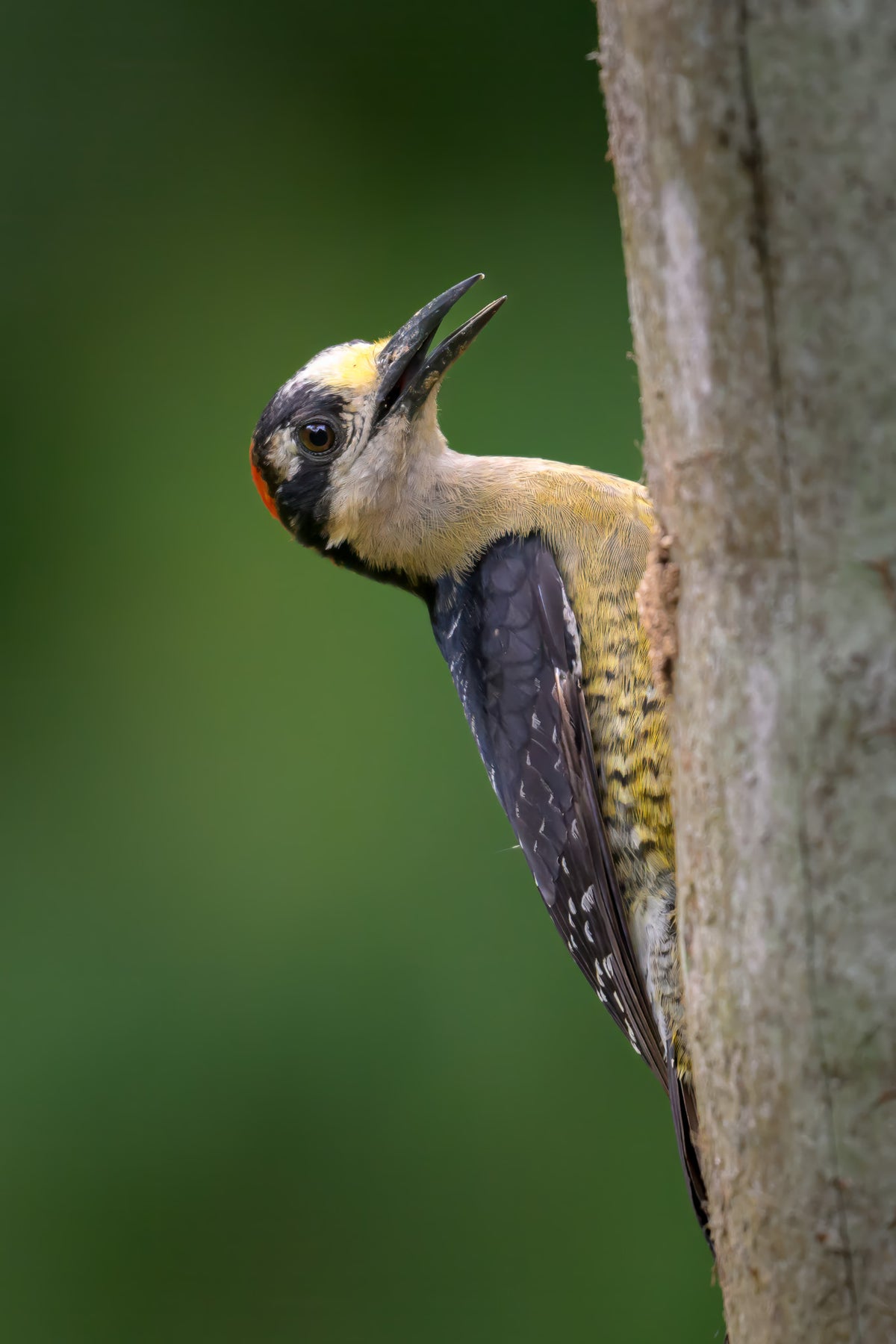 Woodpecker peering out from behind a tree trunk with a blurred green background