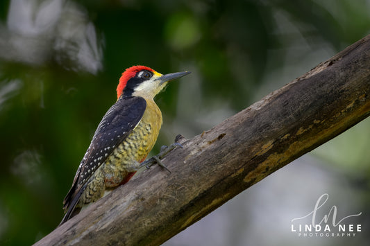 A photo of a male Black-cheeked Woodpecker in Costa Rica