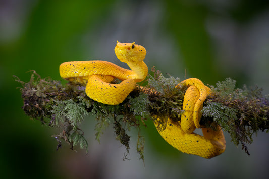 Central American Eyelash-Viper