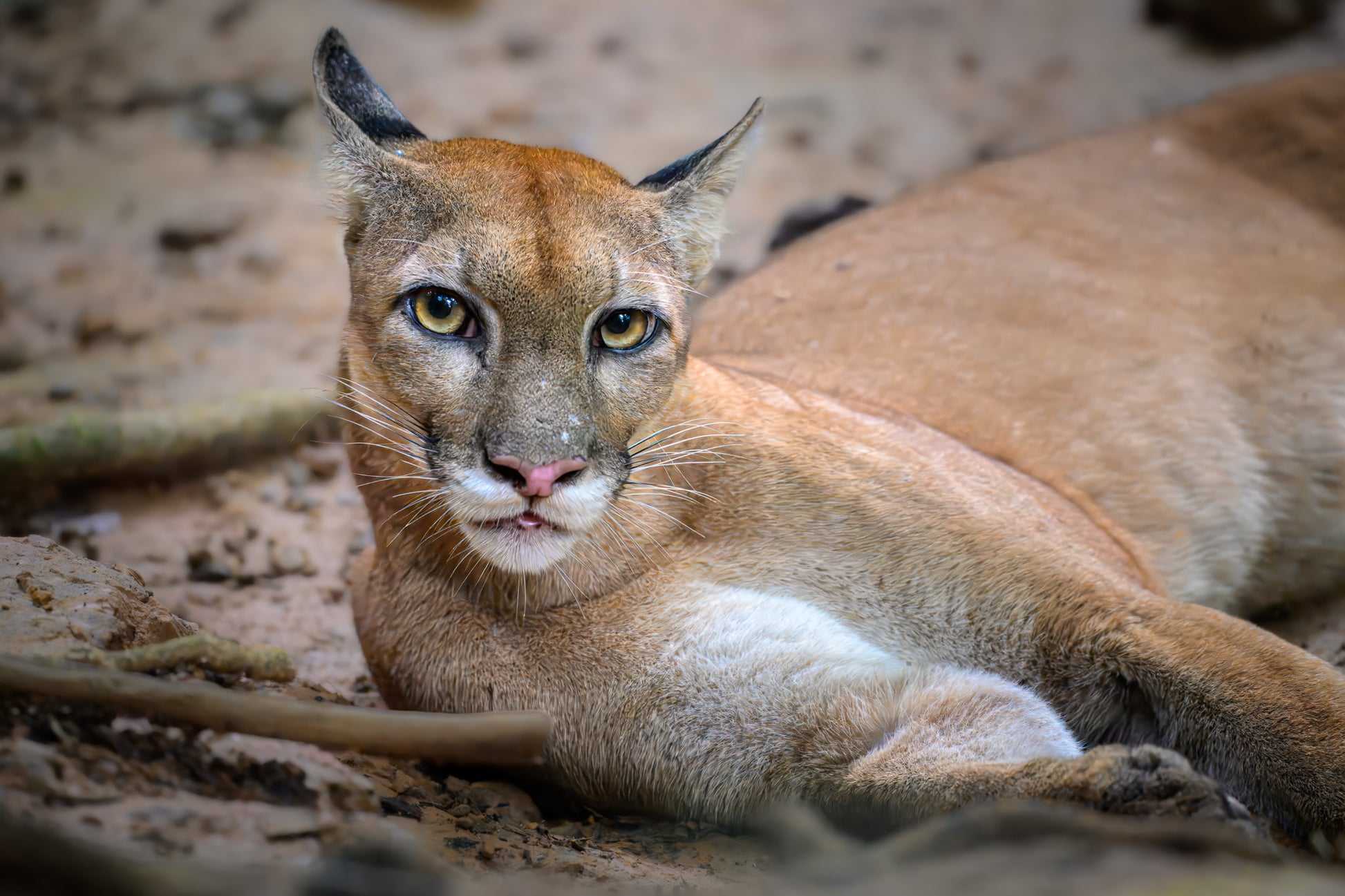Caracal lying on the ground with a natural background