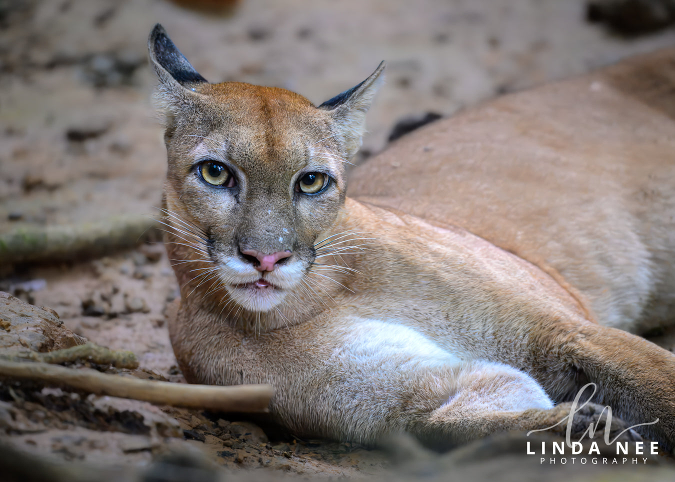 Puma