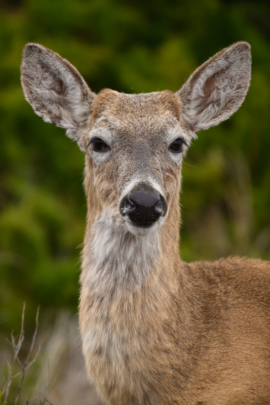 White-tailed Deer