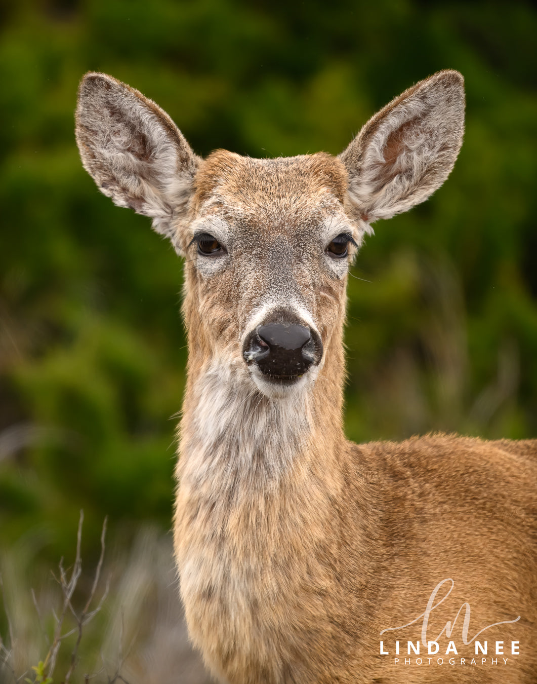 A photo of a female white-tailed deer in Outer Banks, NC