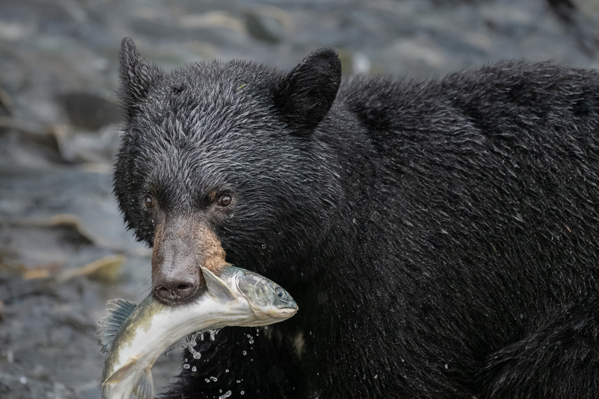 Black bear holding a fish in its mouth with a natural background