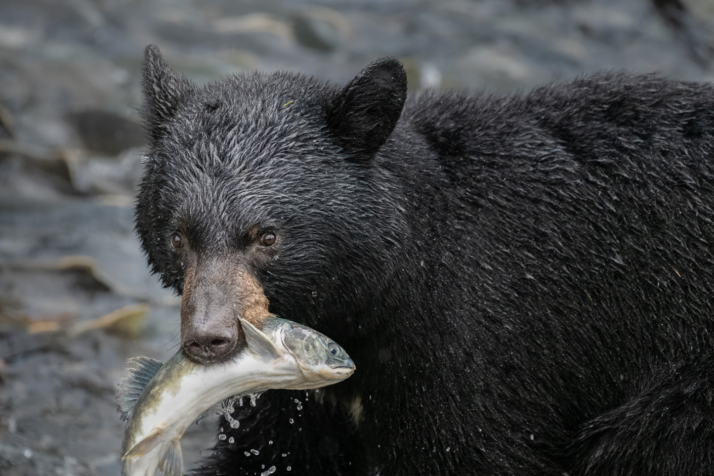 Black bear holding a fish in its mouth with a natural background