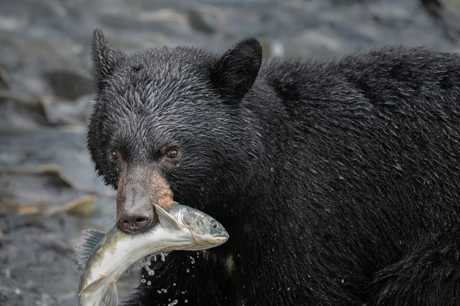 Black bear holding a fish in its mouth with a natural background