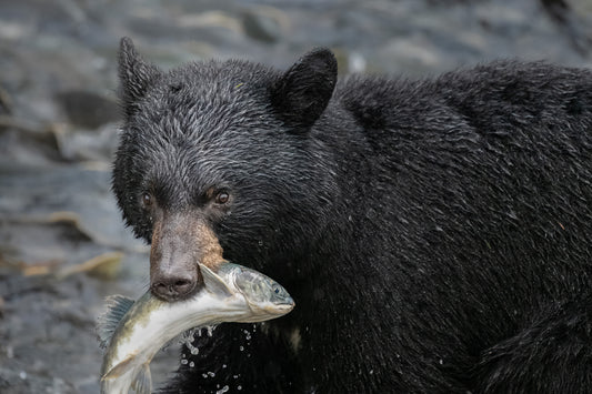 Black bear holding a fish in its mouth with a natural background