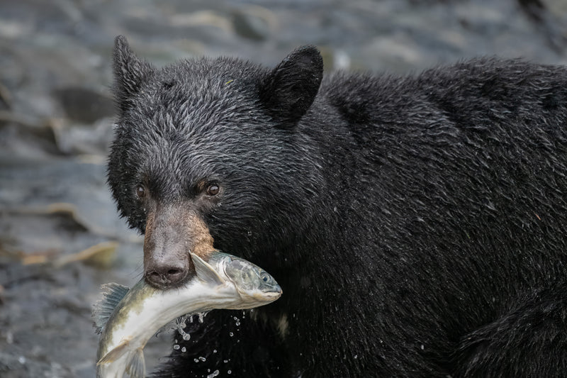 Black bear holding a fish in its mouth with a natural background